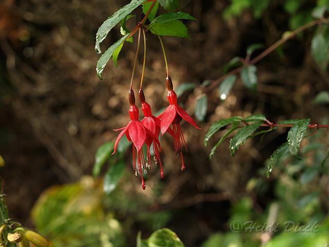 Fuchsia magelanica Ricartonii.jpg